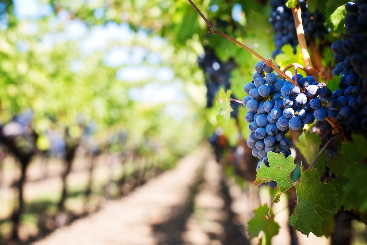 vignerons-vignes-catalans-pyrénées-orientales