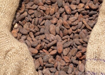 Après le bananes, c’est le chocolat de Cémoi qui arrive par Port-Vendres