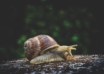 Salon du Made in France : le masque à la bave d’escargot, espadrilles… les Pyrénées-Orientales se déplacent à Paris