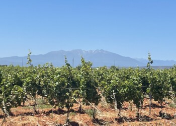 Vignerons en colère : manifestation ce matin à Perpignan et dans les Pyrénées-Orientales