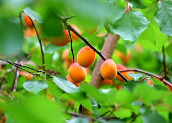 Restriction de l’usage de l’eau dans les Pyrénées-Orientales : le gouvernement renforce le soutien aux agriculteurs