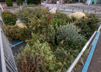 Perpignan : où jeter son sapin de Noël ?