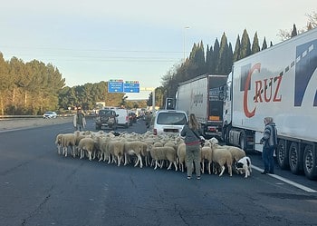 Colère des agriculteurs : la situation dans les Pyrénées-Orientales ce vendredi 26 janvier