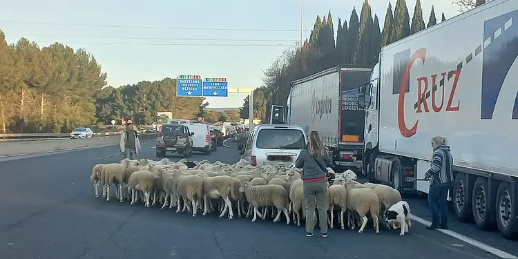 Les moutons sur l'Autoroute A9 au Boulou. Photo X / VINCI Autoroutes
