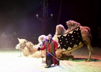 Perpignan : le parti animaliste ne veut pas d’animaux sauvages dans le cirque de Venise