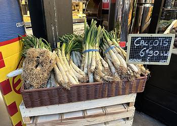 Pyrénées-Orientales : c’est la saison des calçots !