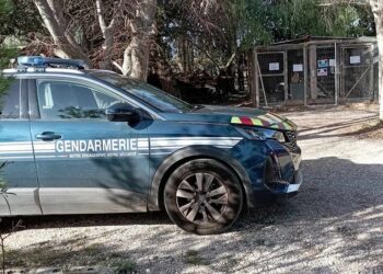 Massacre de chats au Soler : la chatte Kitty n’a pas survécu