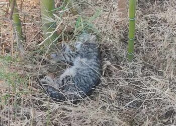 Le Soler : des chats massacrés lors du cambriolage du refuge « Un Poil de bonheur »