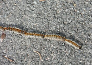 Les chenilles processionnaires : un danger pour l’être humain et les animaux